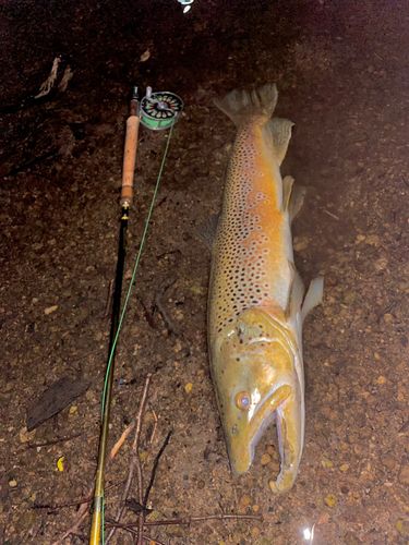 ブラウントラウトの釣果