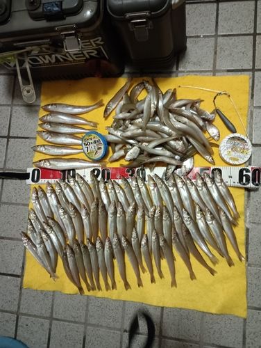 キスの釣果