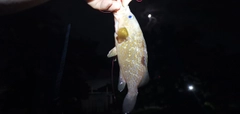 アコウの釣果