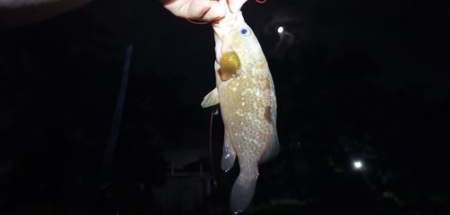 アコウの釣果