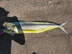 シイラの釣果