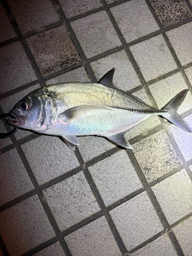 ギンガメアジの釣果