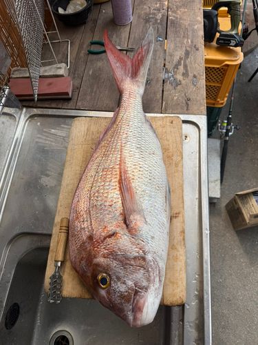 マダイの釣果