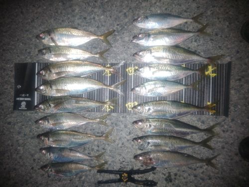 アジの釣果