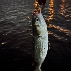 ボラの釣果