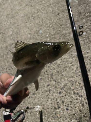 セイゴ（ヒラスズキ）の釣果