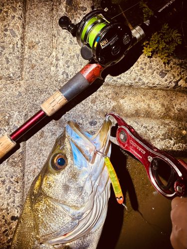 シーバスの釣果