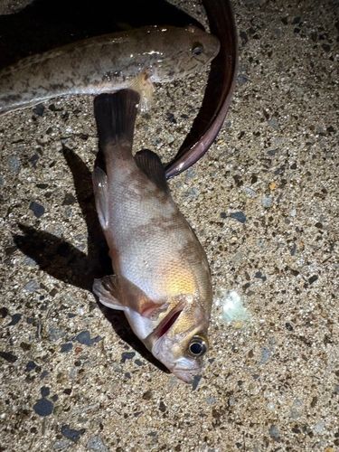 シロメバルの釣果