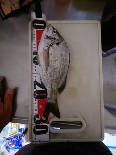 チヌの釣果