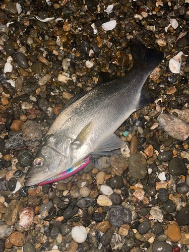 ヒラスズキの釣果