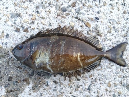 アイゴの釣果