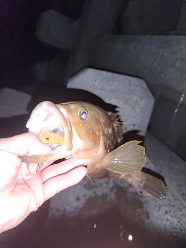 アコウの釣果