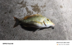 ハマフエフキの釣果