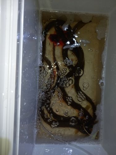 ウナギの釣果