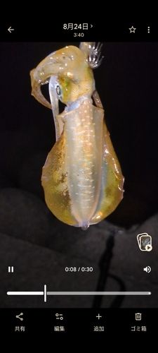 アオリイカの釣果