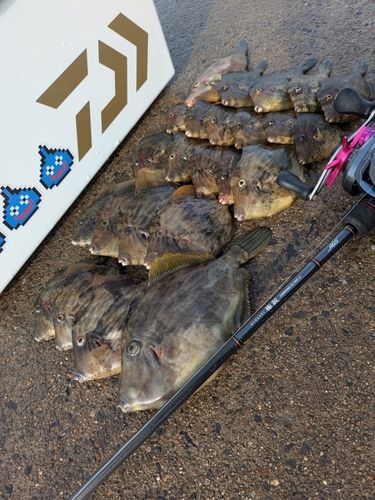 カワハギの釣果