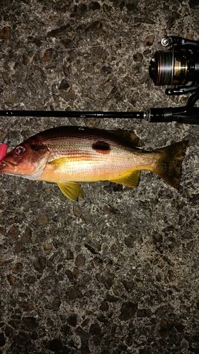 ヨコスジフエダイの釣果