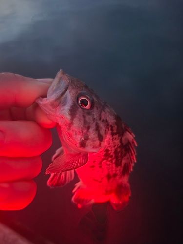 クロソイの釣果