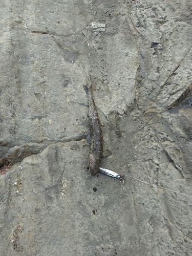 釣果