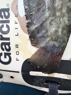 ナマズの釣果