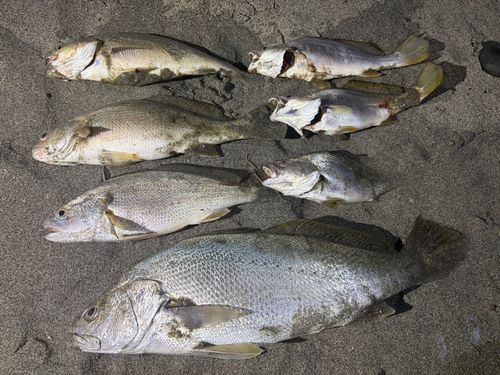 オオニベの釣果