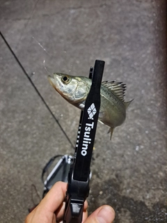 セイゴ（マルスズキ）の釣果