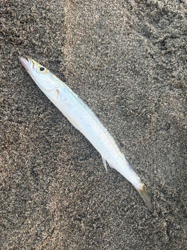 カマスの釣果