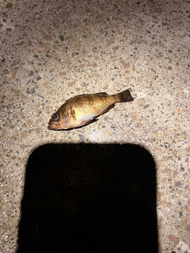 アナゴの釣果