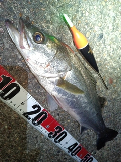 フッコ（マルスズキ）の釣果