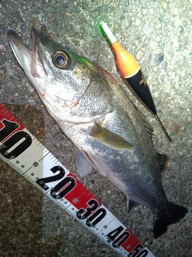 フッコ（マルスズキ）の釣果