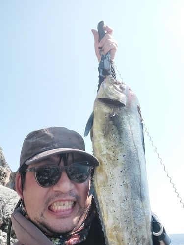 シイラの釣果