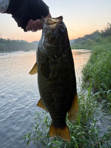 スモールマウスバスの釣果