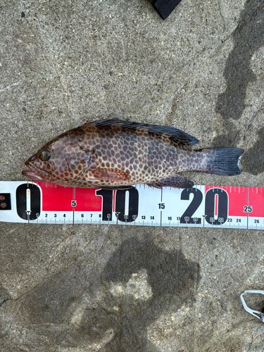 オオモンハタの釣果