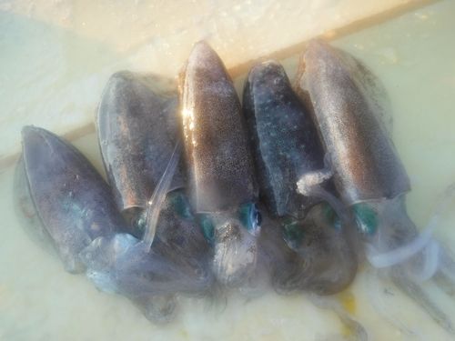 釣果