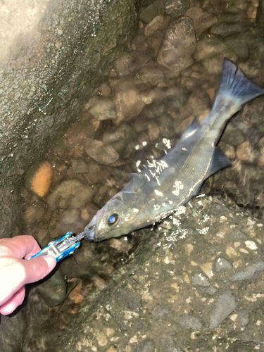 セイゴ（ヒラスズキ）の釣果