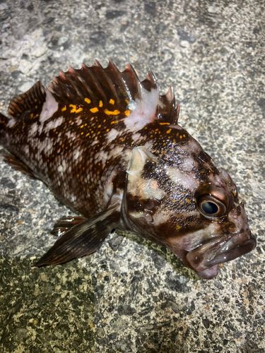 オウゴンムラソイの釣果