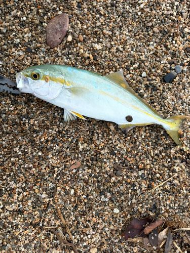 ワカシの釣果