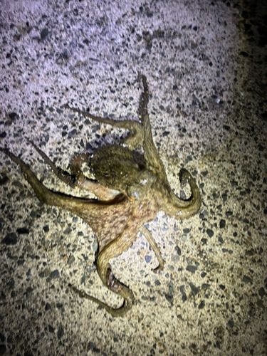 タコの釣果