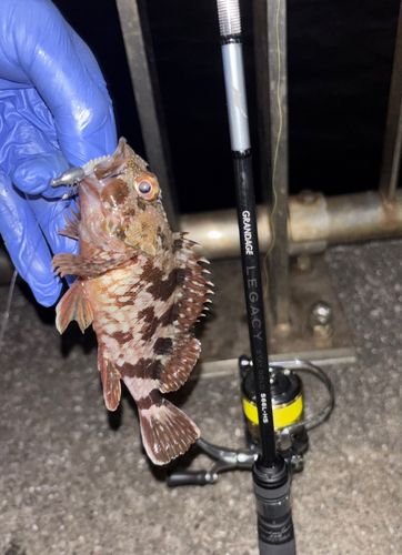 カサゴの釣果