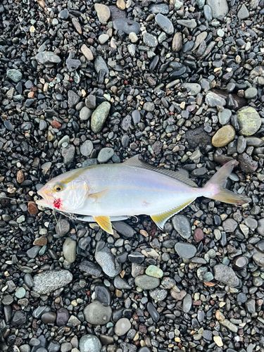 ショゴの釣果