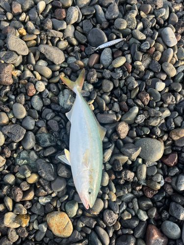 イナダの釣果