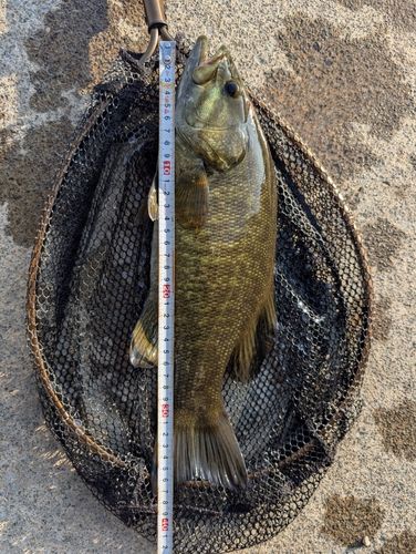 スモールマウスバスの釣果