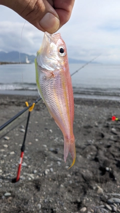 イトヨリダイの釣果