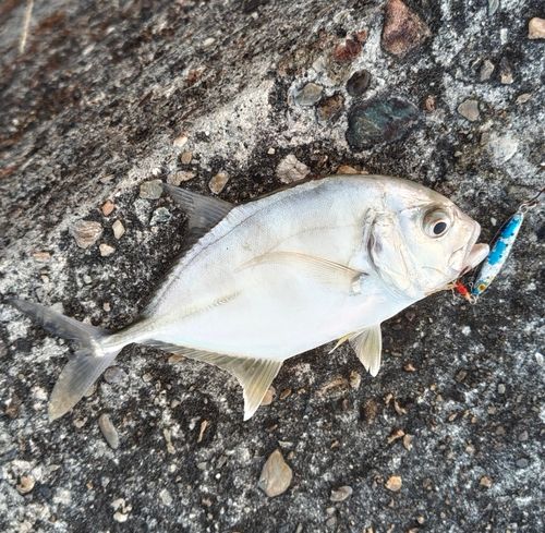 メッキの釣果