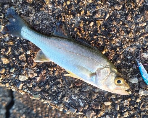 セイゴ（マルスズキ）の釣果