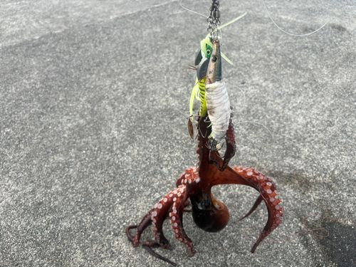 タコの釣果