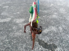 タコの釣果