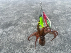 タコの釣果