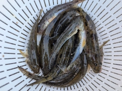 マハゼの釣果