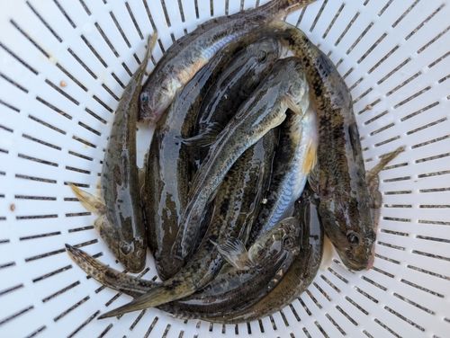 マハゼの釣果